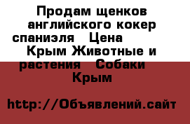 Продам щенков английского кокер спаниэля › Цена ­ 4 000 - Крым Животные и растения » Собаки   . Крым